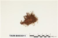 藏品(珠苔科)的圖片